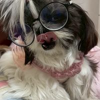 毛小孩之家