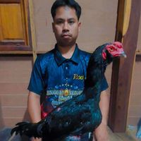 สิทธาฟาร์มือบรีดไก่เชิง