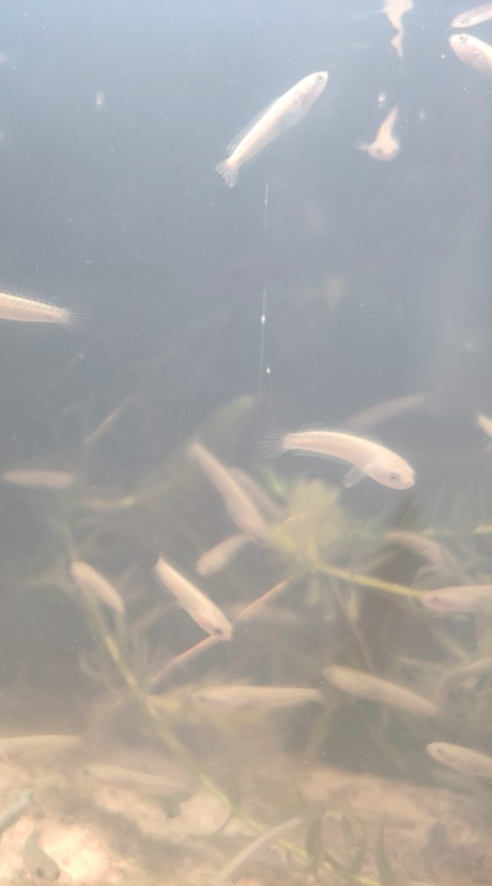 奶茶雷龍交流