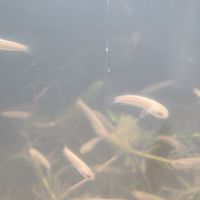 奶茶雷龍交流