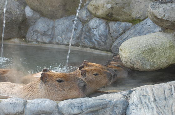 水豚 愛媛縣砥部動物園