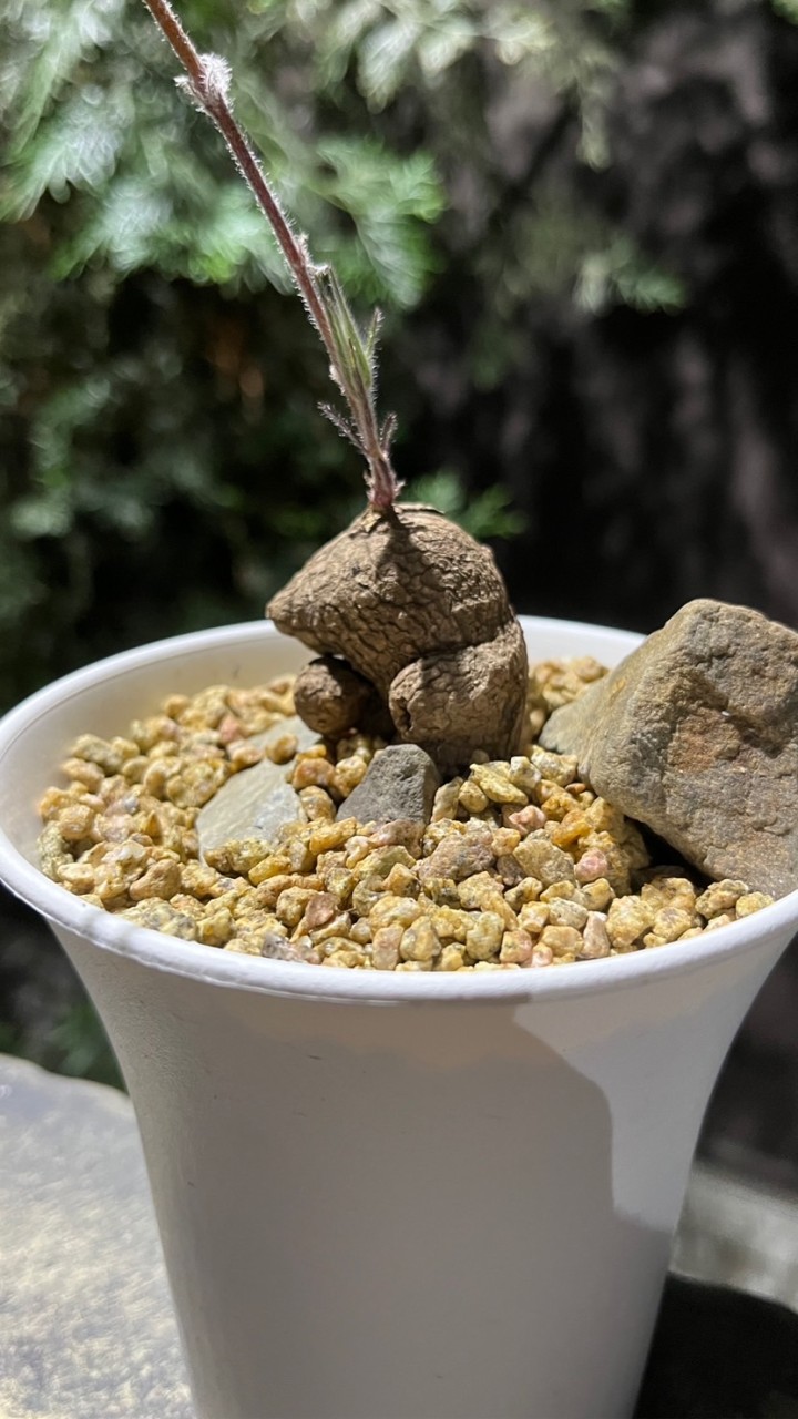 「一植爬」-豆豆爸&逗逗爬
