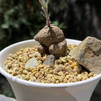 「一植爬」-豆豆爸&逗逗爬