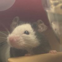 パンダマウスのために生きたい