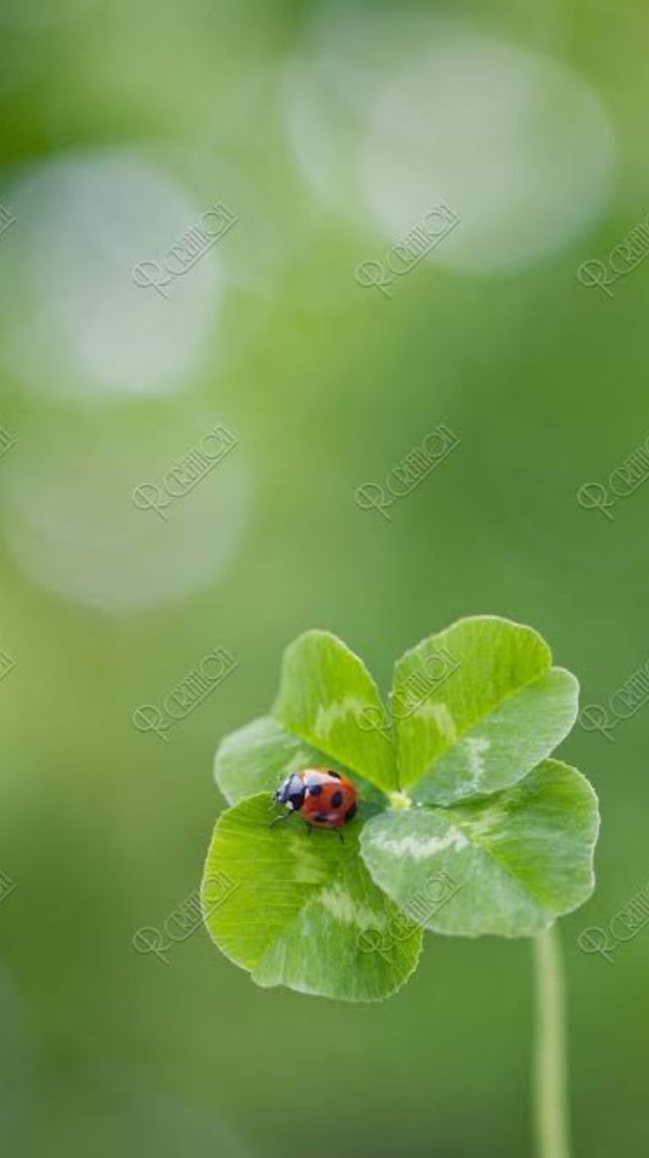 ☕️福山のんびり行こう🍀.*ケ・セラ・セラ