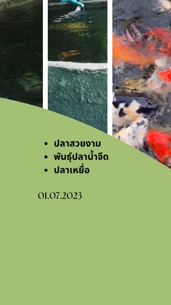 ซื้อขายประมูลปลาคาร์ฟ-ปลาสวยงาม  (Thailand)