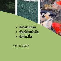 ซื้อขายประมูลปลาคาร์ฟ-ปลาสวยงาม  (Thailand)