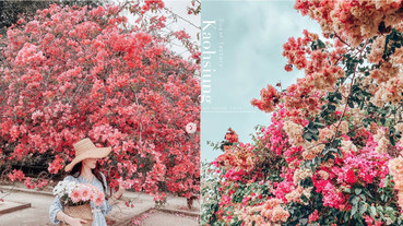 台南蜀葵花季熱烈綻放！超夢幻「蜀葵花隧道」，直接置身宮廷劇「一丈紅」花海