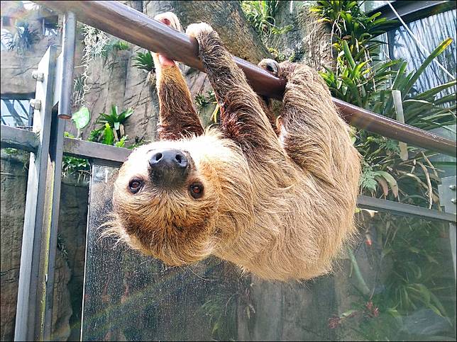 æœ¨æŸµå‹•ç‰©åœ'å¬Œå®¢å°æ¨¹çºå'†èŒè¿Žå¤ è‡ªç