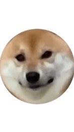 貓狗大戰園區