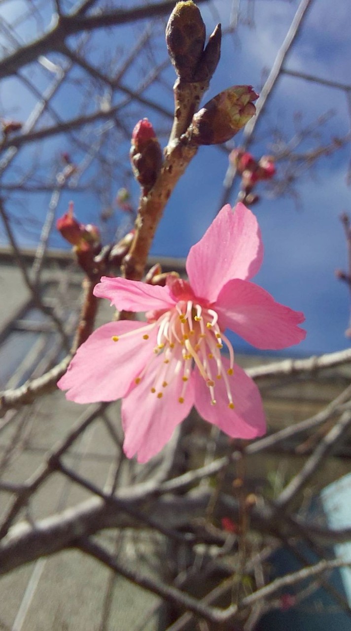 114學年度東工親職講座