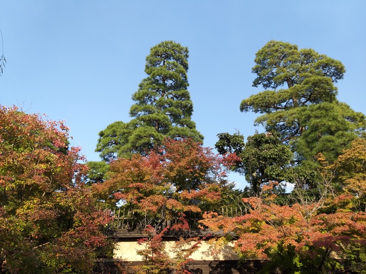 Samsung Galaxy A9 四鏡頭動手玩，從超廣角到長焦段都能拍