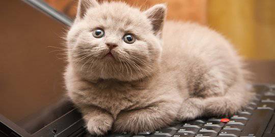 8 Resep Makanan Kucing Kaya Nutrisi Bikin Gemuk Dan Mudah Dibuat Sendiri Merdeka Com Line Today