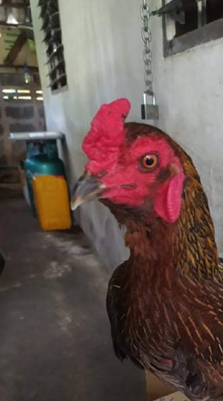 สุรชาติ(ไก่ชนเพชรบูรณ์)