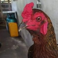 สุรชาติ(ไก่ชนเพชรบูรณ์)
