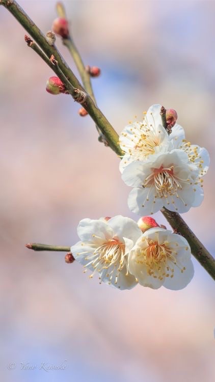 水戸の交流(茨城県水戸市在住者限定) OpenChat