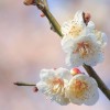 水戸の交流(茨城県水戸市在住者限定)