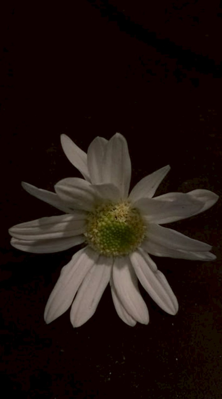 ꒷꒦୨୧ดันแอค by lolin˚₊·—̳͟͞͞♡