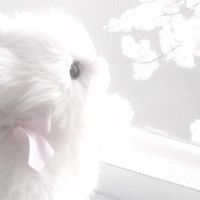 𓈒♡𓈒♡ bun𓈒 acc + 𝚍𝚒𝚜 ney  ᛕ𓈒𝒥𝓊𝒹𝓎
