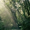 貓戰士-群山部落