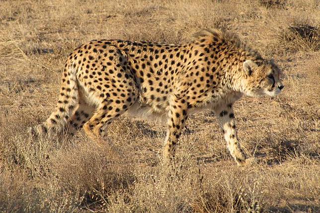 Berkat Telinga Cheetah Bisa Berlari Kencang Tanpa Oleng