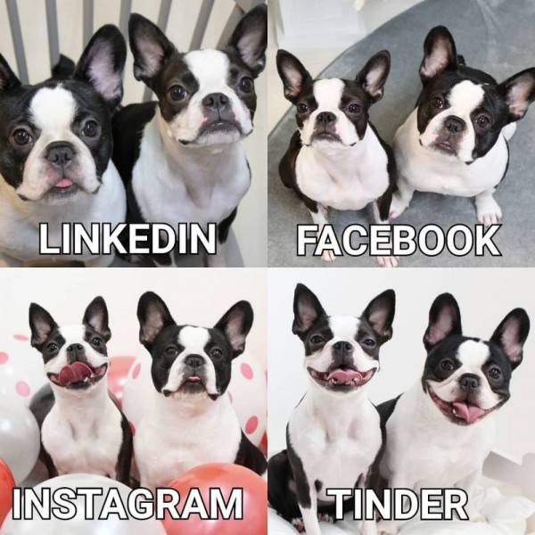 Gak Kalah Kocak 11 Anjing Lucu Yang Ikut Dolly Parton Challenge