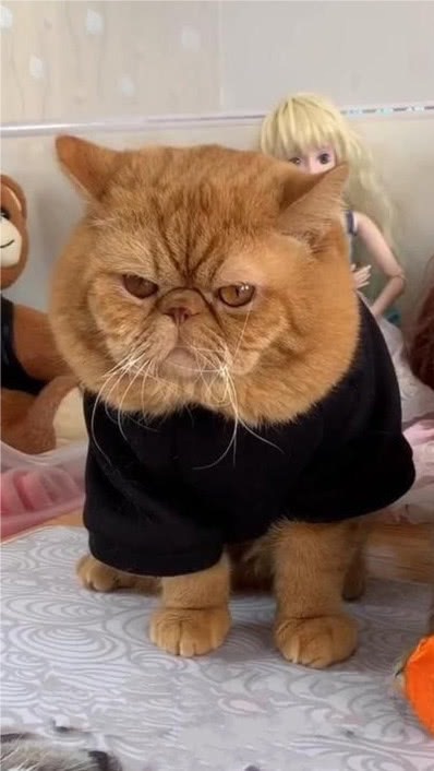 橘貓🐈女裝服飾看圖群組🌸