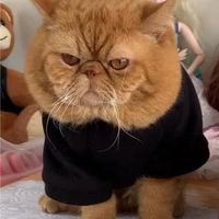 橘貓🐈女裝服飾看圖群組🌸