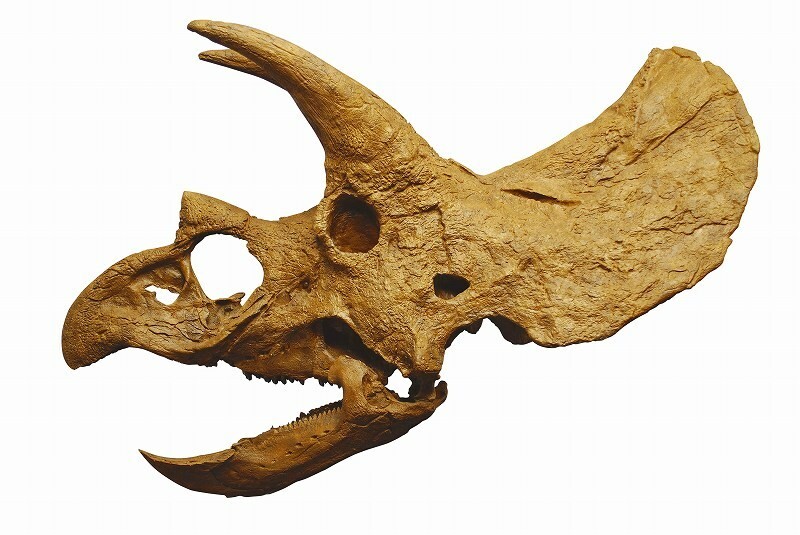 都内で恐竜展 貴重復元骨格 動く実物大ティラノ