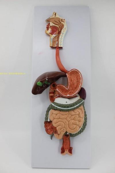 消化系統模型消化系統浮雕消化道胃冠狀剖面鼻咽喉 大小腸 胃模型