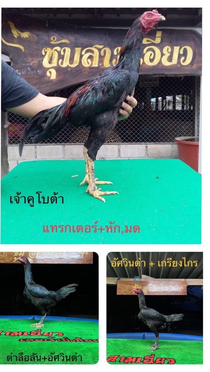 ช.เมธี ซุ้มมะนาวหวาน