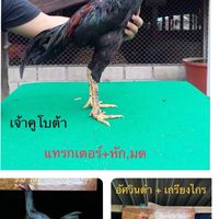 ช.เมธี ซุ้มมะนาวหวาน