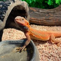 傑夫水族爬蟲工作室。寵物用品，水族用品，爬蟲用品
