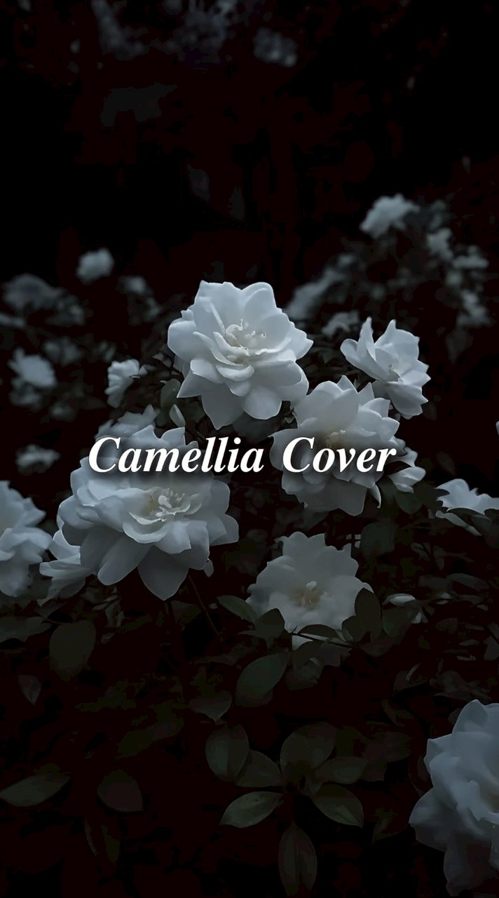 𝑪𝒂𝒎𝒆𝒍𝒍𝒊𝒂 𝑪𝒐𝒗𝒆𝒓.☆