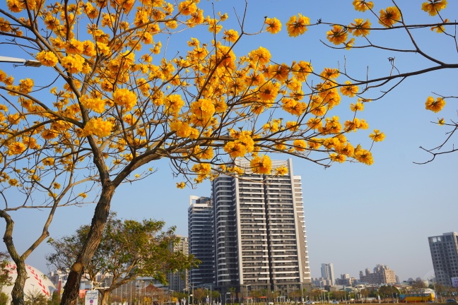 台中洲際路黃花風鈴木,崇德十九路黃花風鈴木,洲際棒球場黃花風鈴木