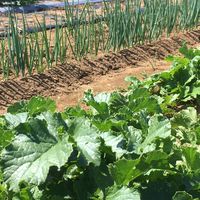 野菜直売_横山農園@船越