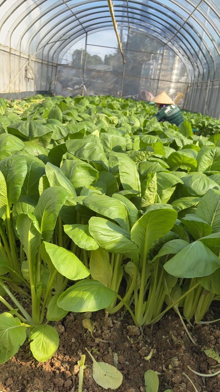 桃園茄苳菜園🥬