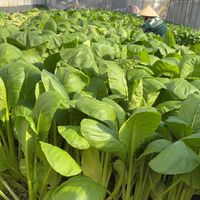 桃園茄苳菜園🥬