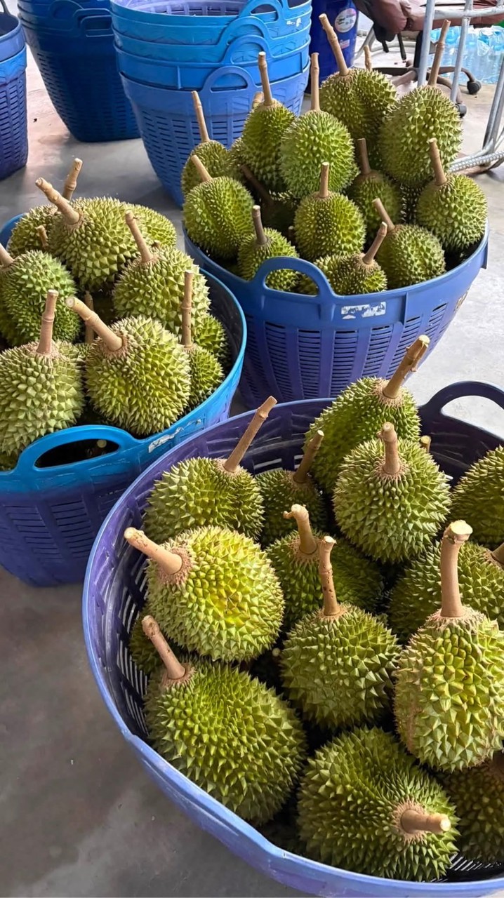ทุเรียนเจ๊บิว