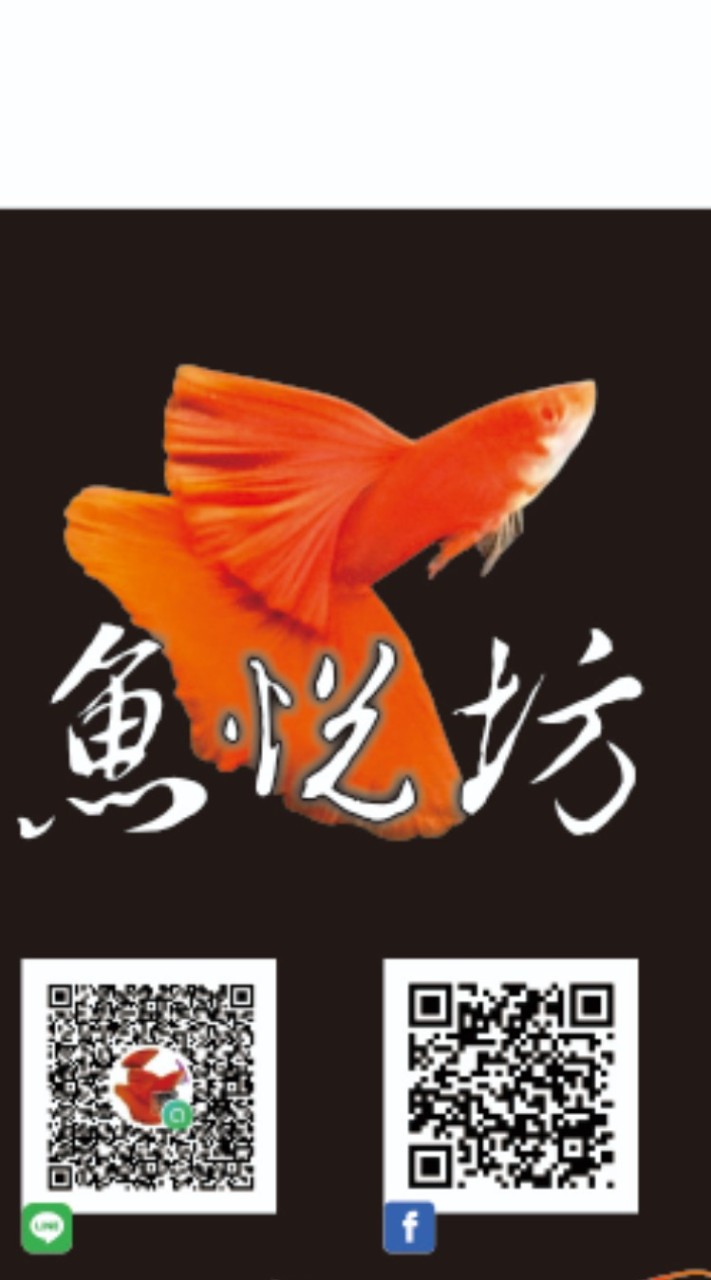 愛養魚孔雀魚悅坊