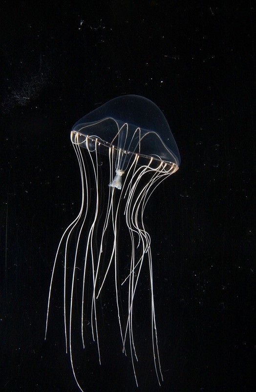 新江ノ島水族館 で新種クラゲ発見 世界初展示 夏イベントも いこーよ