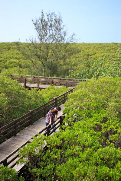寬廣的紅樹林，裡頭生態豐富，仔細觀察還有許多小螃蟹出沒。(蘇國輝攝影)