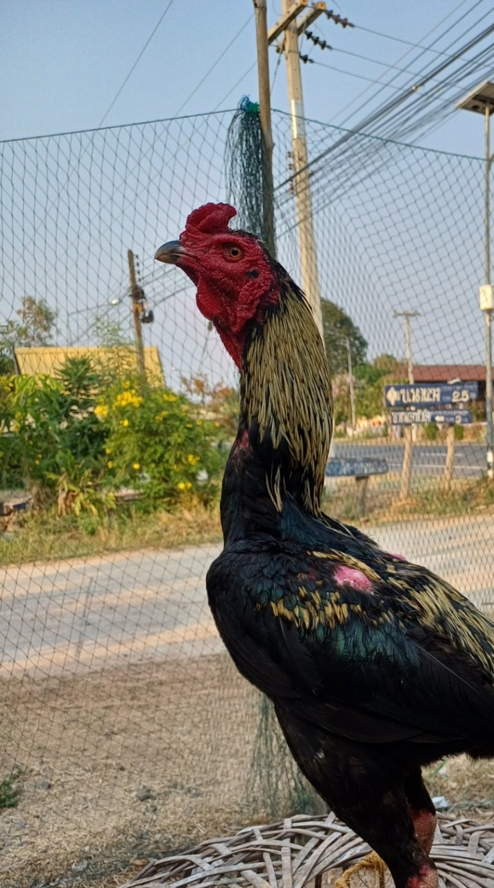 ซุ้ม เพชรเจริญชัย ไก่เชิง