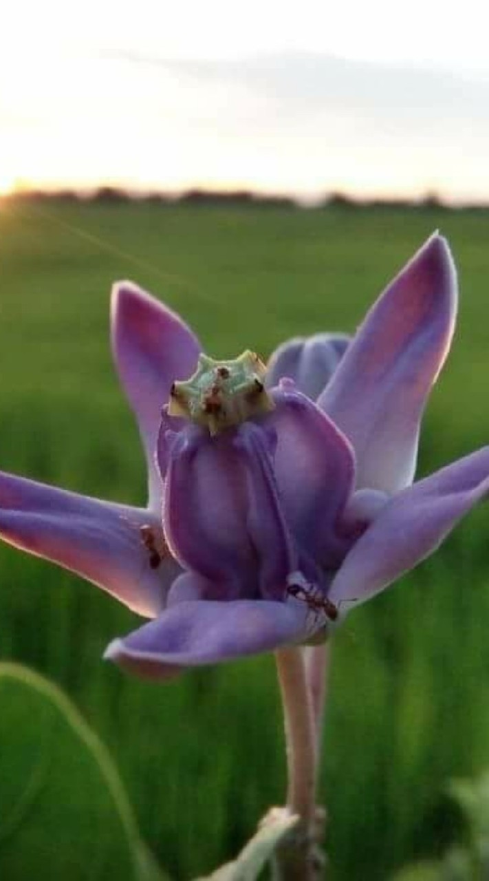 คนพลัดถิ่น
