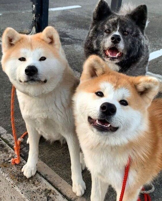 何か企んでいそうな笑みを浮かべる秋田犬 どうしたの いぬのきもちnews