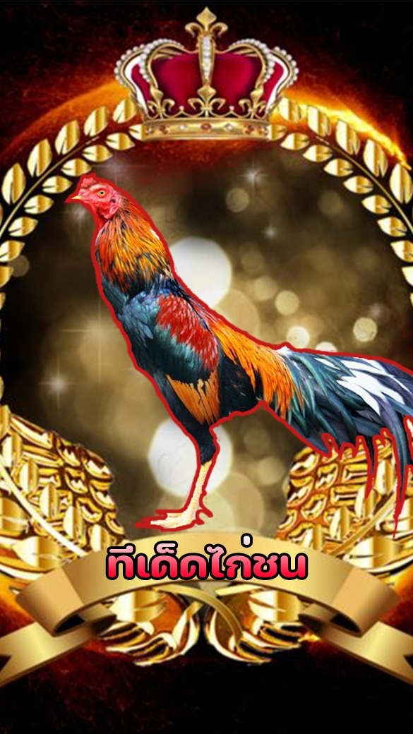 แชร์ทีเด็ดไก่ชนรายวัน