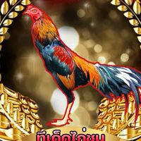 แชร์ทีเด็ดไก่ชนรายวัน