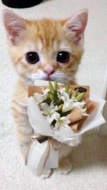 pickedbymeowmee 🐈