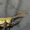 雑種カブトムシクワガタ作ろう！