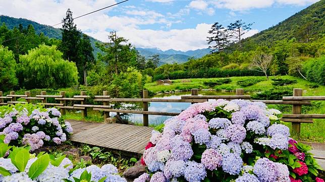 武陵農場繡球花正盛開花期到7月底快把握 奧丁丁 Line Today